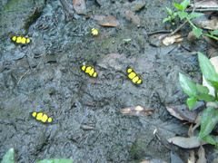 Cyllopoda jatropharia