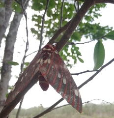 Citheronia albescens