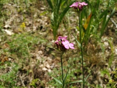 Dianthus andrzejowskianus