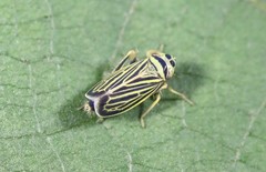 Amblysellus curtisii