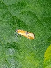 Batia lunaris