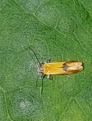 Batia lunaris