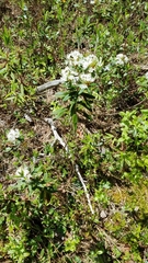 Rhododendron groenlandicum
