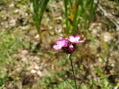 Dianthus andrzejowskianus