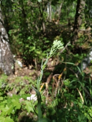 Lactuca quercina