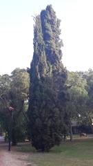 Cupressus sempervirens
