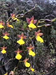 Cyrtochilum aureum