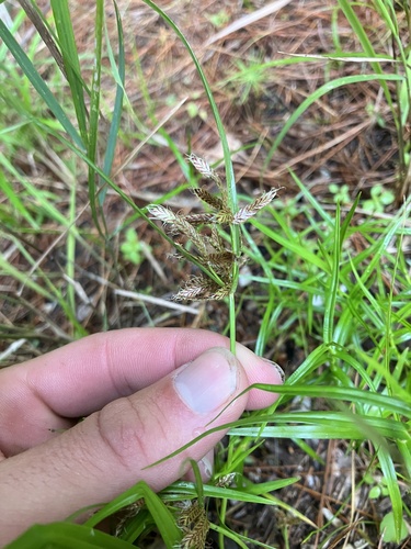 Image of Cyperus diandrus by no rights reserved