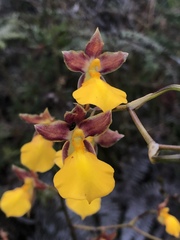 Cyrtochilum aureum