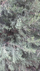 Cupressus sempervirens
