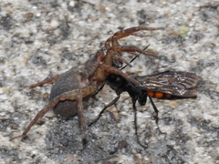 Trochosa terricola