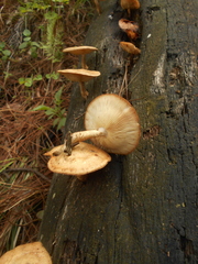 Lentinula boryana