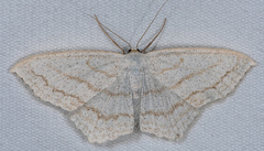 Scopula junctaria