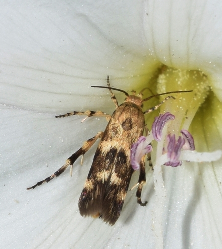 Medinella