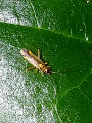 Campyloneura virgula