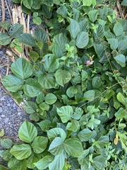 Canavalia cathartica