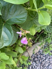 Canavalia cathartica