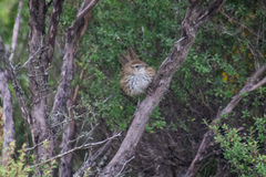 Poodytes punctatus punctatus