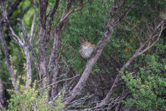 Poodytes punctatus punctatus