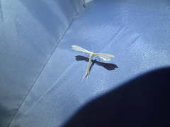 Hellinsia homodactylus