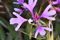 Clarkia pulchella