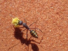 Camponotus aurocinctus
