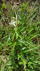Passiflora karwinskii