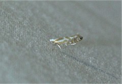 Argyresthia canadensis