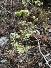 Phacelia lyonii