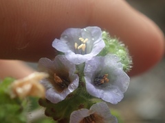Phacelia lyonii