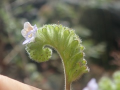 Phacelia lyonii