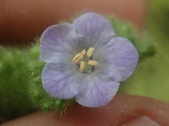 Phacelia lyonii