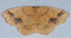 Nematocampa brehmeata