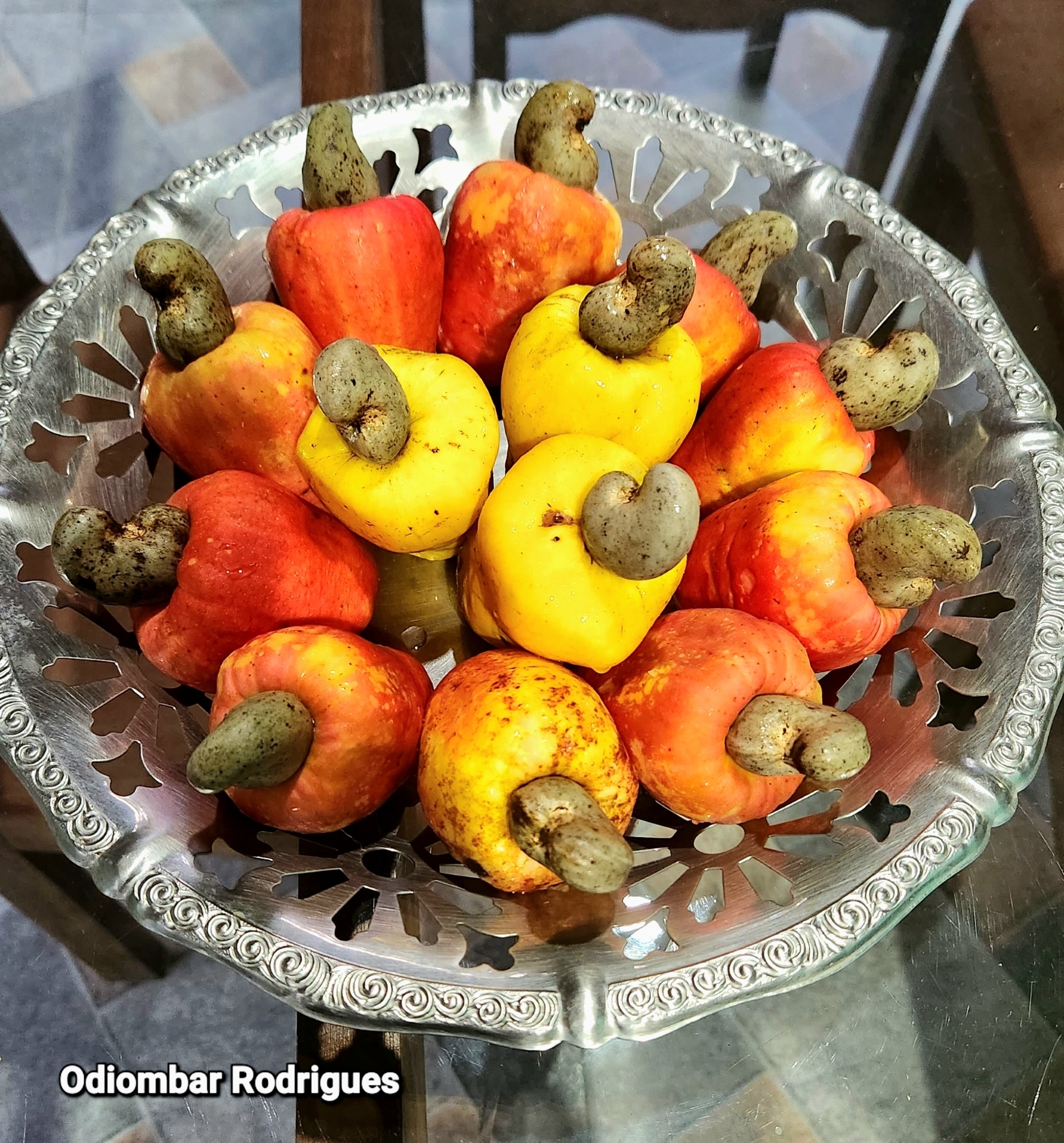 Anacardium occidentale