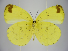 Eurema senegalensis