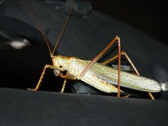 Terpandrus