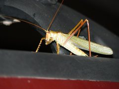 Terpandrus