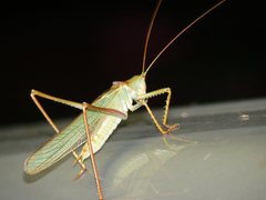 Terpandrus