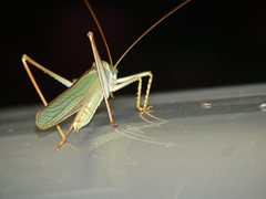 Terpandrus