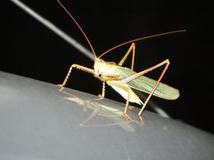 Terpandrus