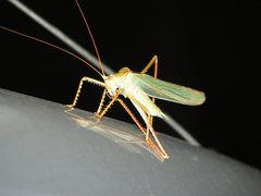 Terpandrus