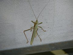 Terpandrus