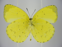 Eurema senegalensis