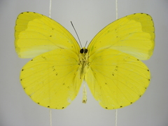 Eurema senegalensis