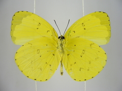 Eurema senegalensis