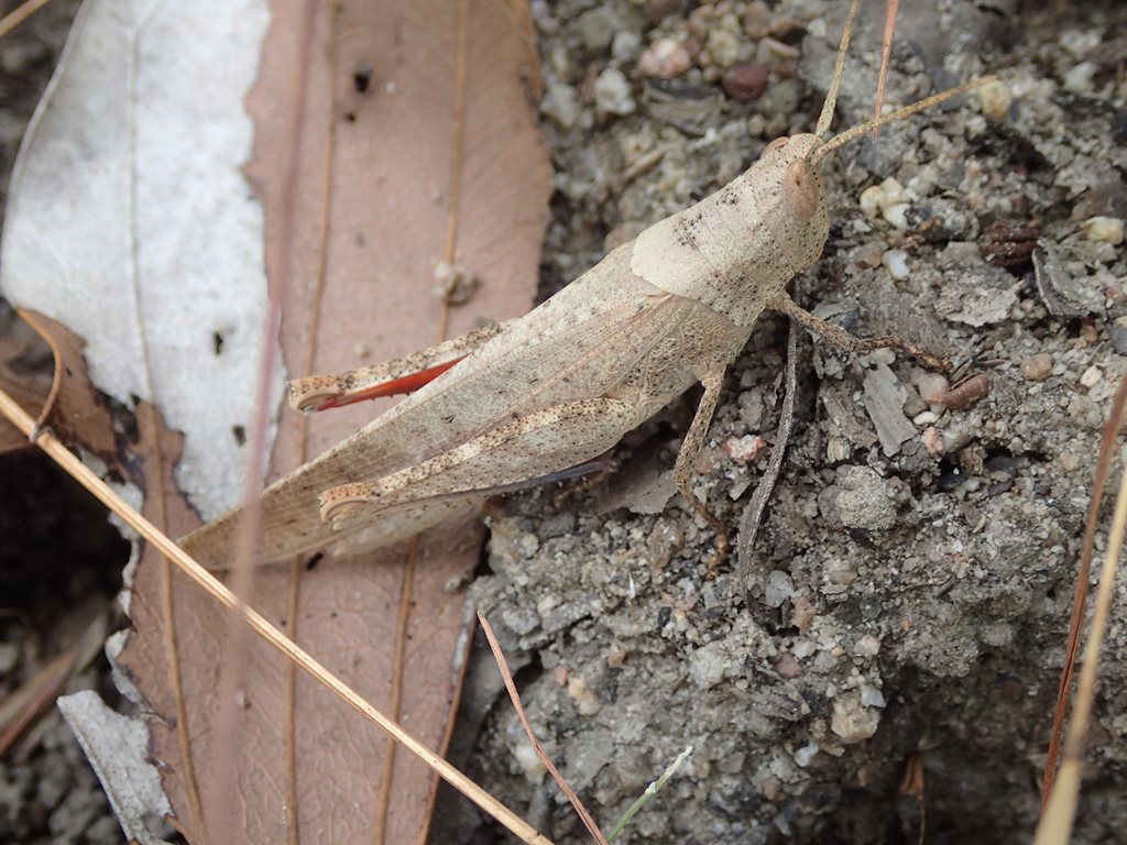 Goniaea ensicornis