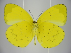Eurema senegalensis