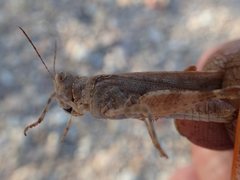 Sphingonotus erythropterus