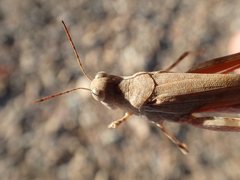 Sphingonotus erythropterus