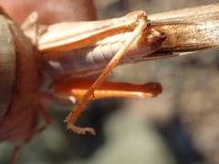 Sphingonotus erythropterus
